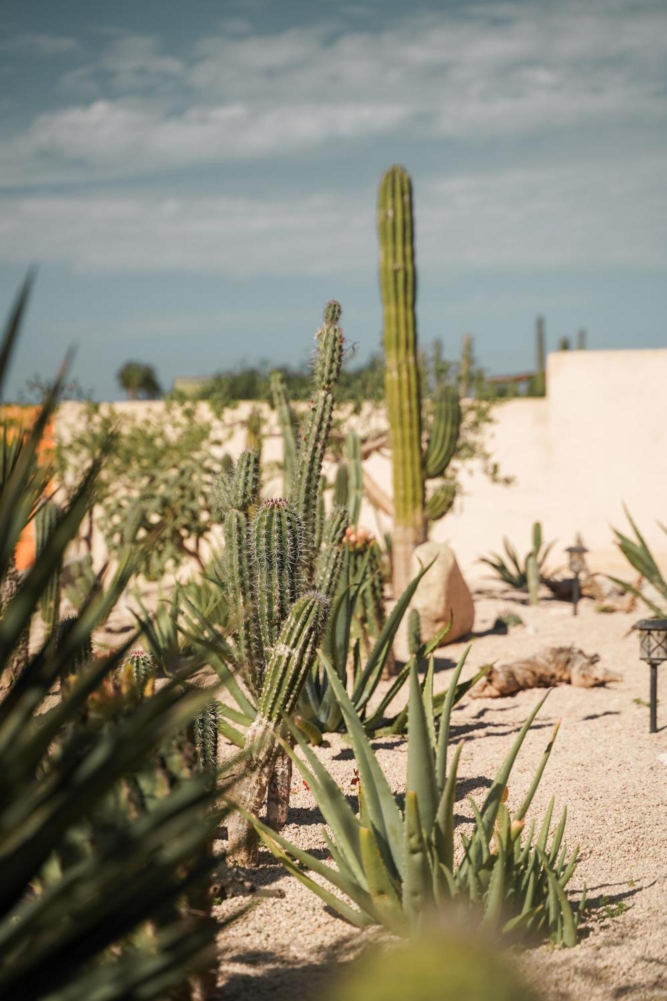 Baja Temple Otel Todos Santos Dış mekan fotoğraf