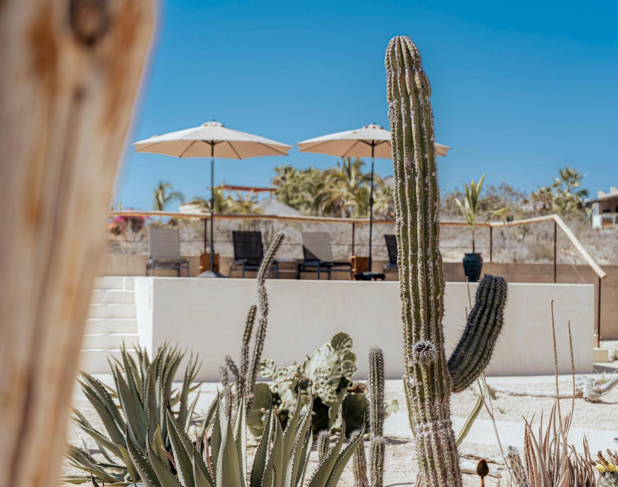 Baja Temple Otel Todos Santos Dış mekan fotoğraf